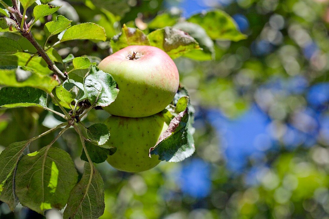 Apples (Malus domestica 'Bramley')