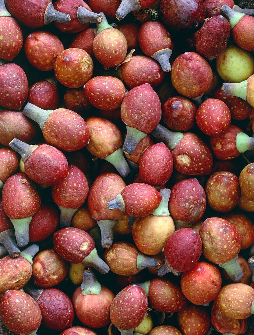 Figs (Ficus sp.)