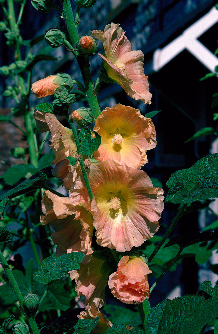 Hollyhock