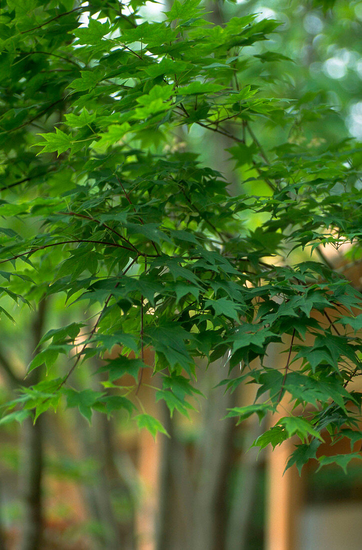 Japanese Maple