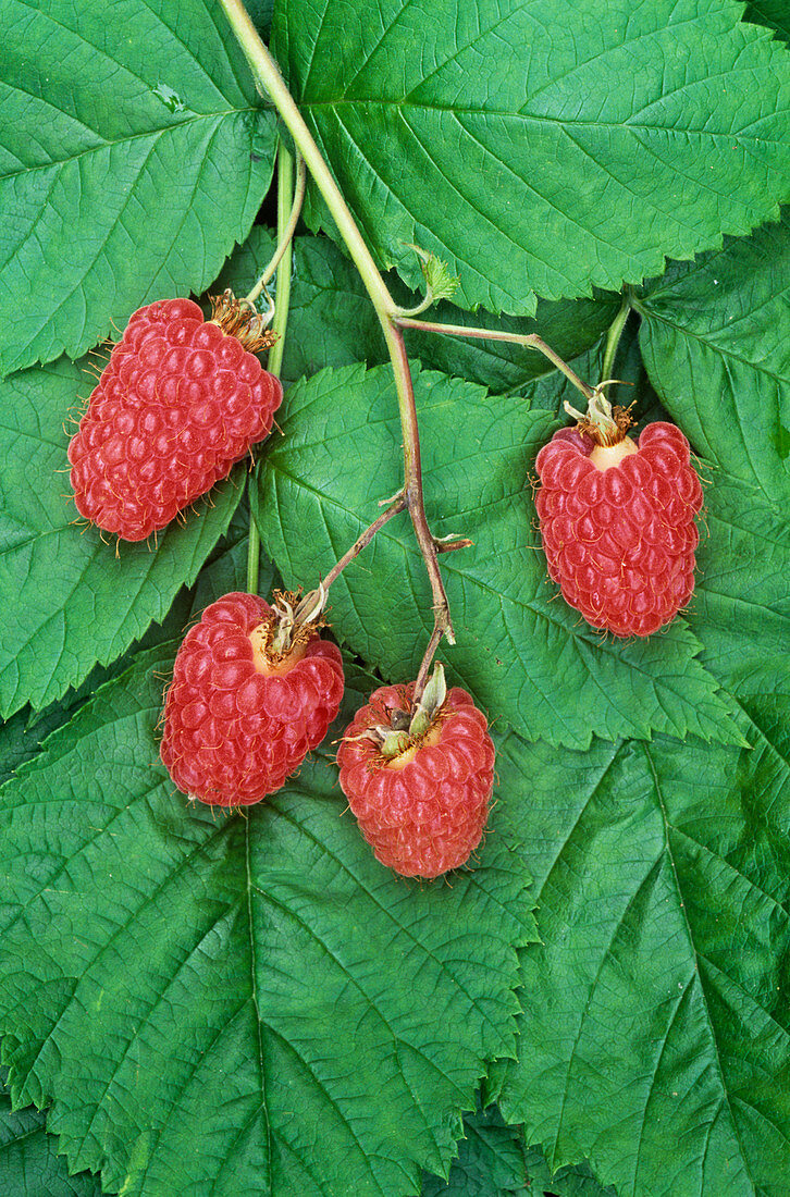 Raspberries (Rubus idaeus)