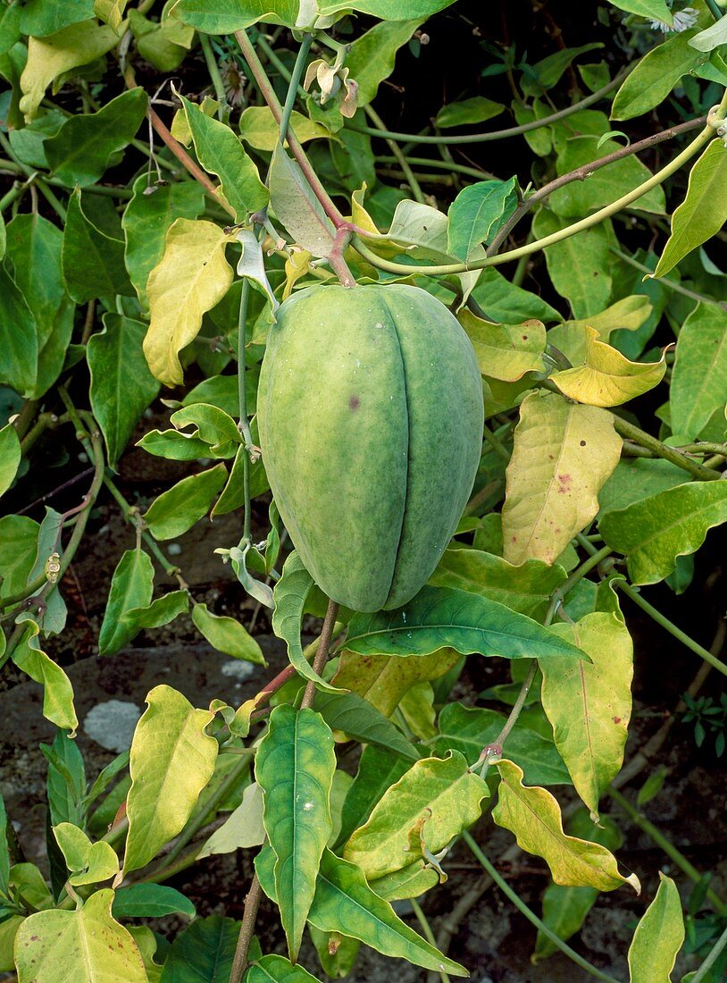 Cruel plant fruit (Araujia sericifera)