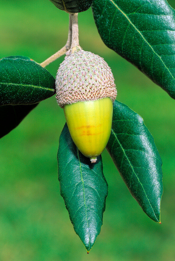 Holm oak acorn (Quercus ilex)