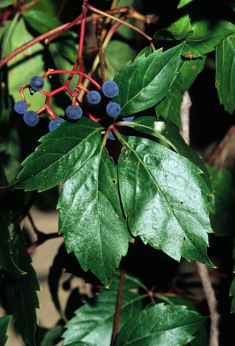 Parthenocissus quinquefolia fruit