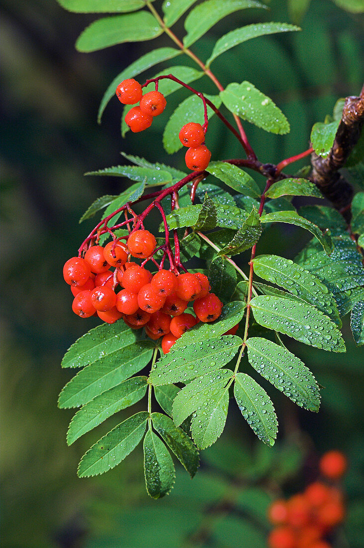 European rowan berries (Sorbus aucuparia)
