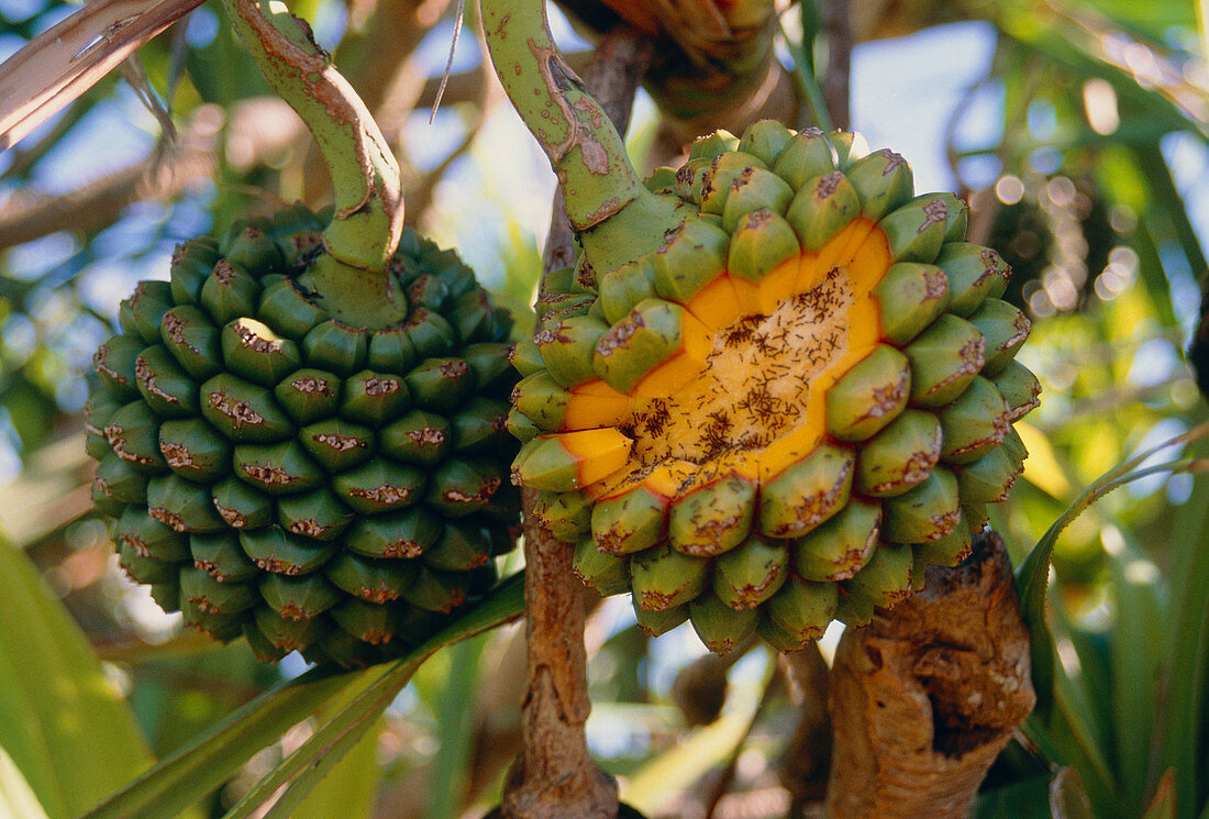 Screwpine fruit (Pandanus veitchii)