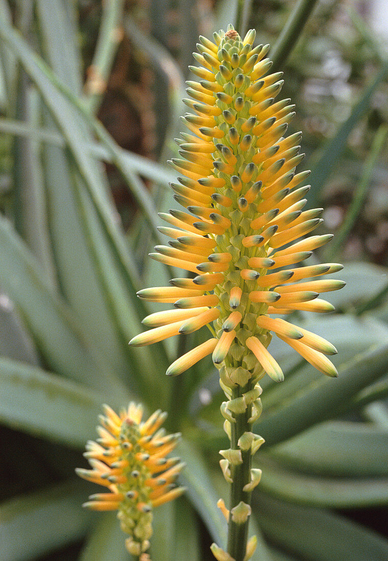 Aloe arborescens