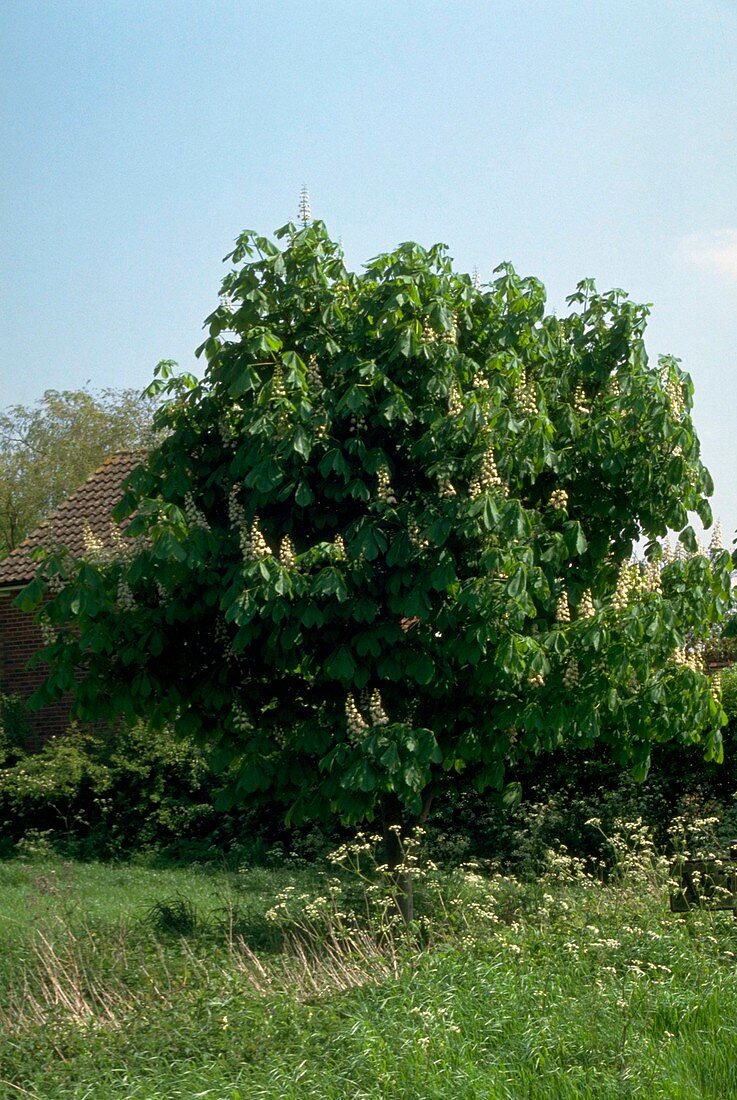 Horse Chestnut. (Aesculus hippocastanum)