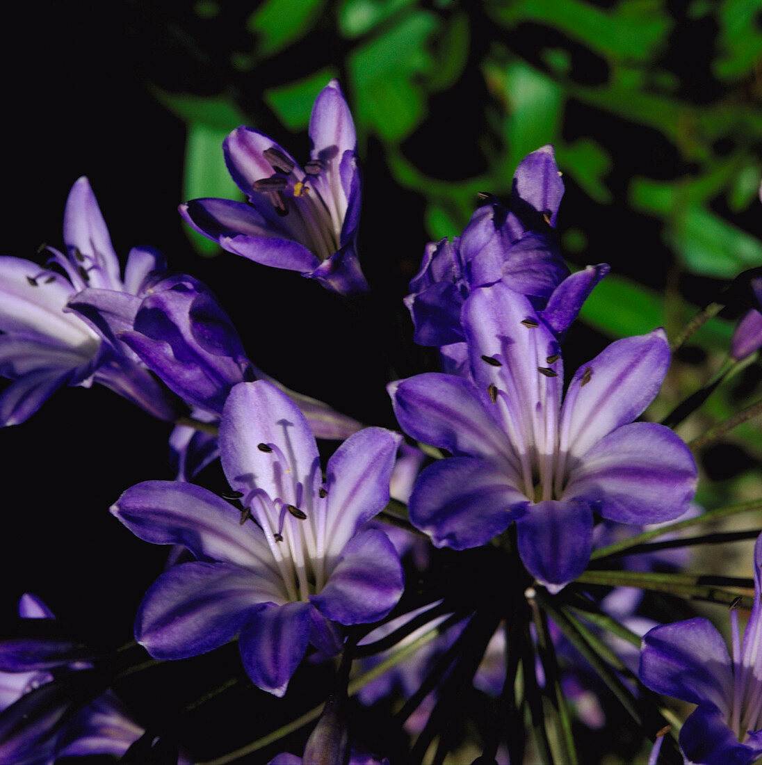 African Blue Lily. (Agapanthus Headbourne Hybrid)