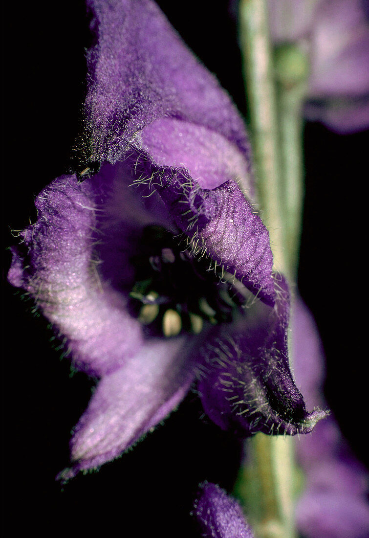 Monkshood. (Aconitum napellus subsp. napellus- Anglicum Group)