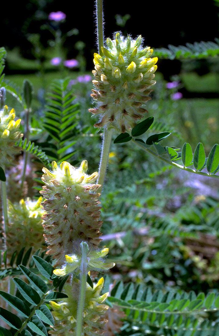 Astragalus alopecuroides