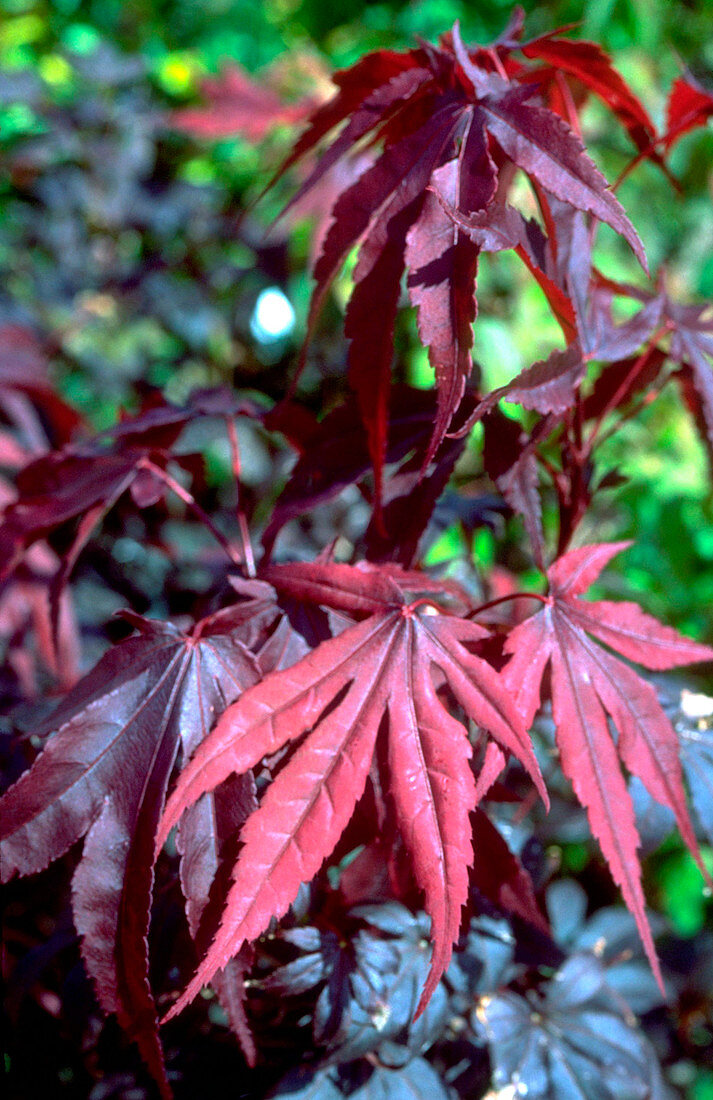 Japanese Maple. (Acer palmatum 'Bloodgood')