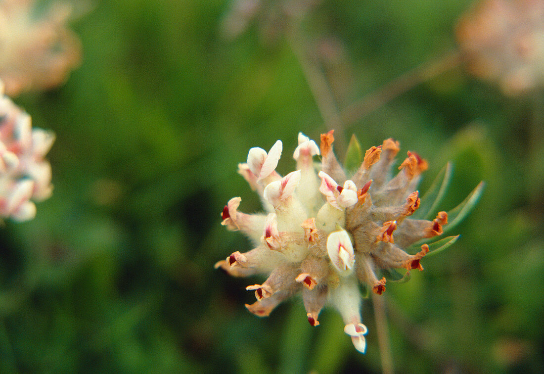 Alpine Milk Vetch. (Astragalus alpinus)