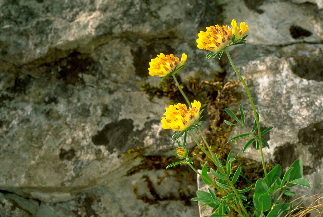 Kidney Vetch