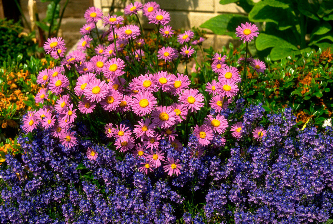 Aster alpinus with 12