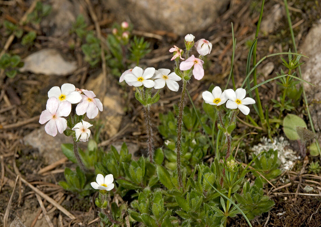 Ciliate rock-jasmine