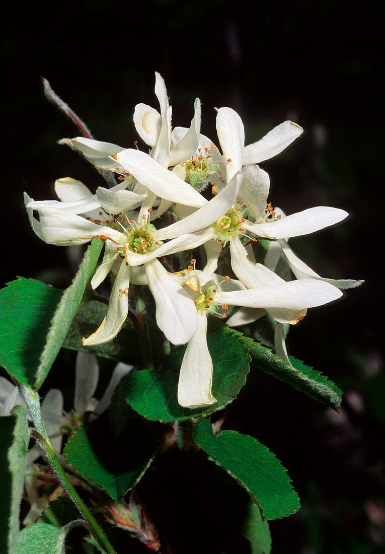 Snowy mespilus (Amelanchier ovalis)