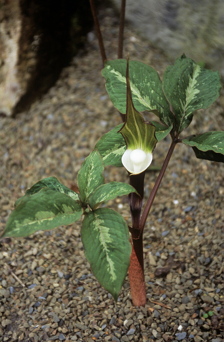 Arisaema sikokianum flower