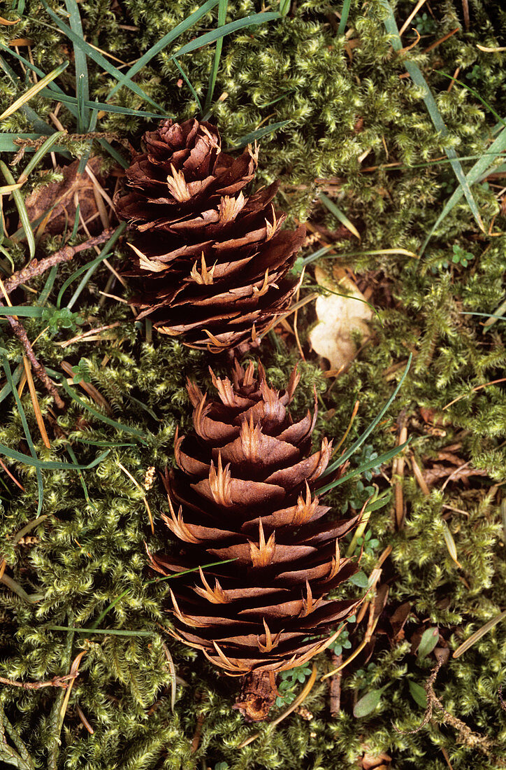 Fallen pine cones (Abies procera)