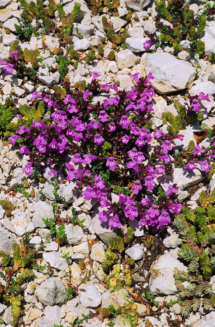 Alpine calamint (Acinos alpinus)