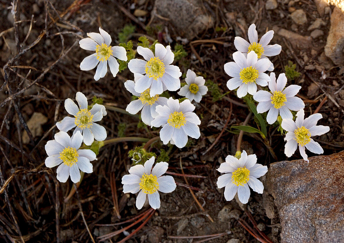 Drummond's anemone (Anemone drummondii)