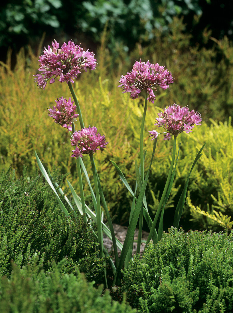 Allium carinatum ssp. pulchellum