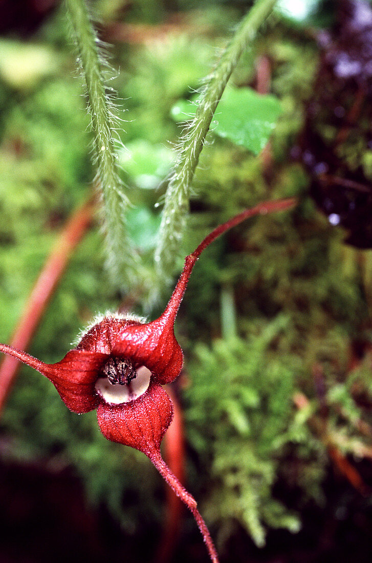 Wild ginger (Asarum caudatum)