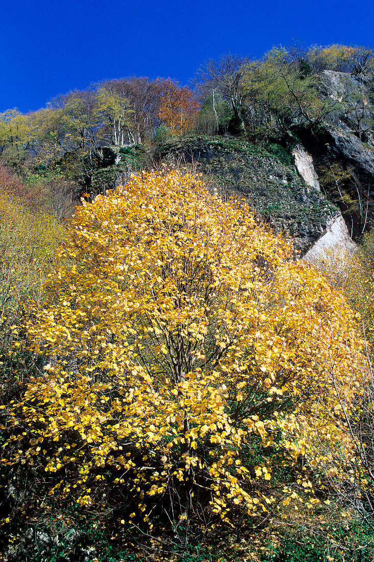 Maple (Acer neapolitanum)