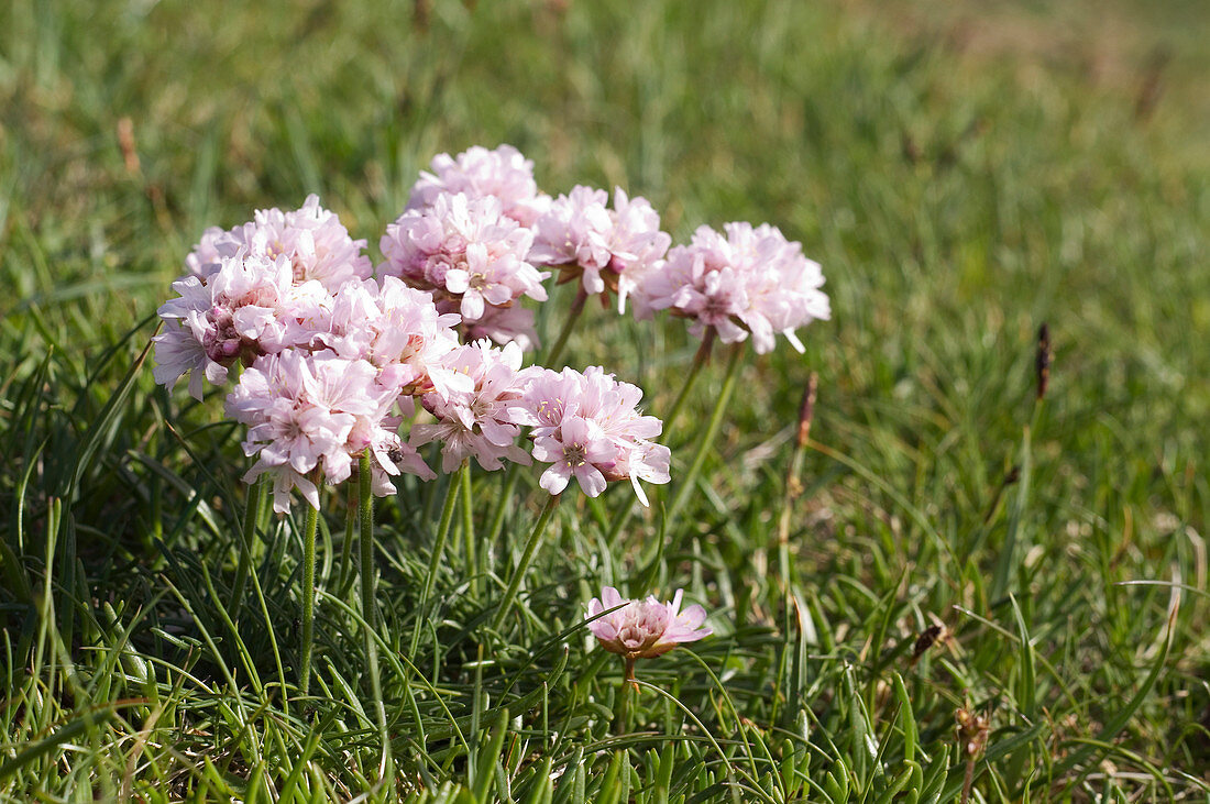 Sea thrift flowers (Armeria maritima)