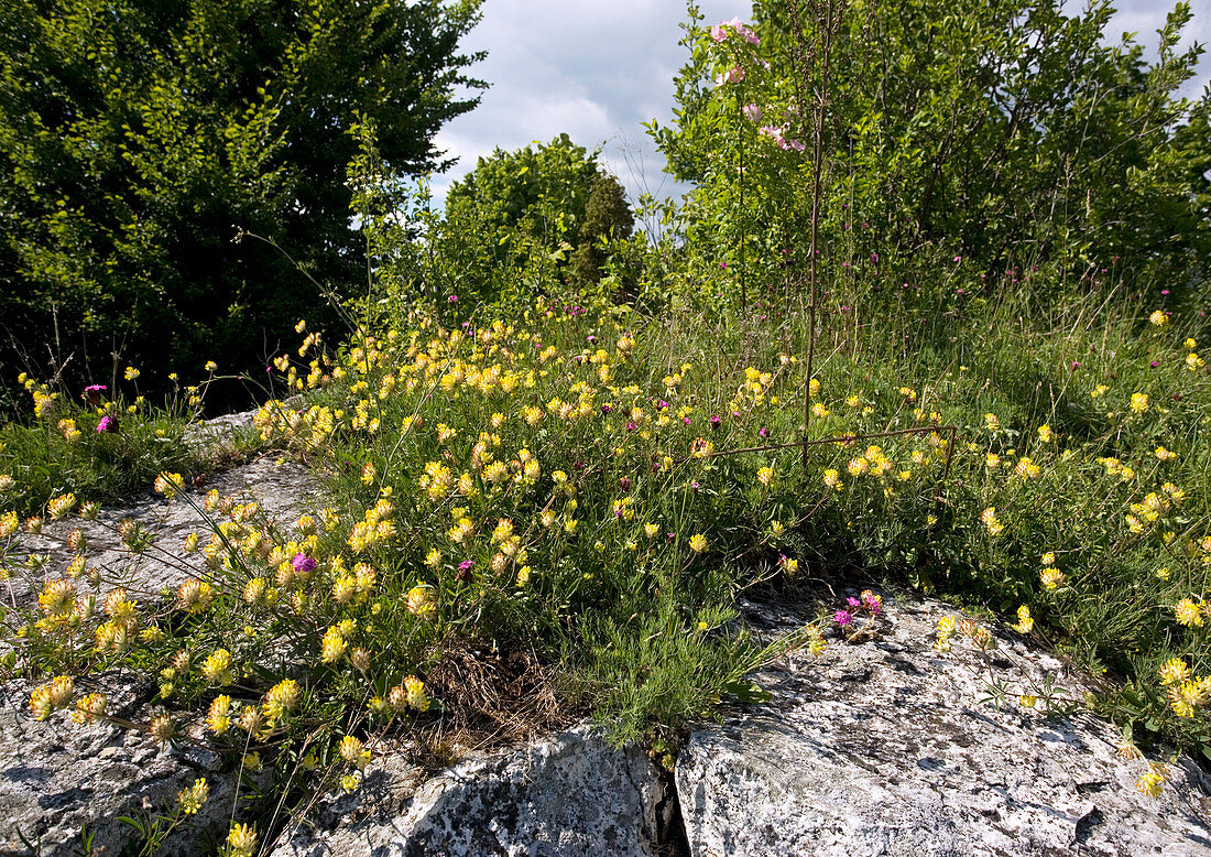 Kidney vetch (Anthyllis vulneraria)