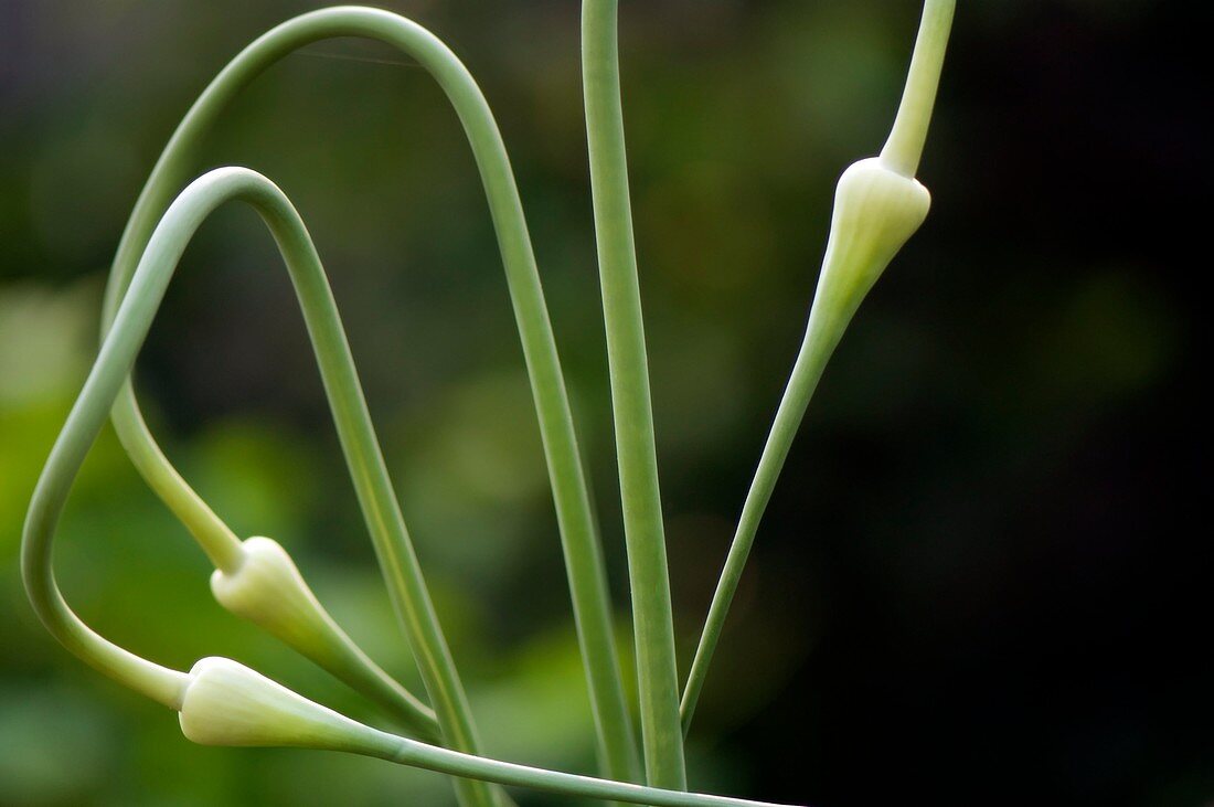 Garlic flower buds (Allium sativum)