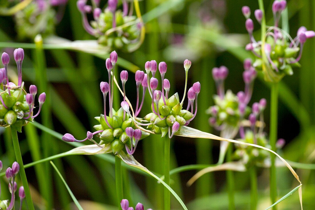 Field garlic (Allium oleraceum)