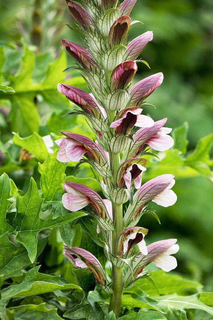 Bear's breeches (Acanthus hungaricus)