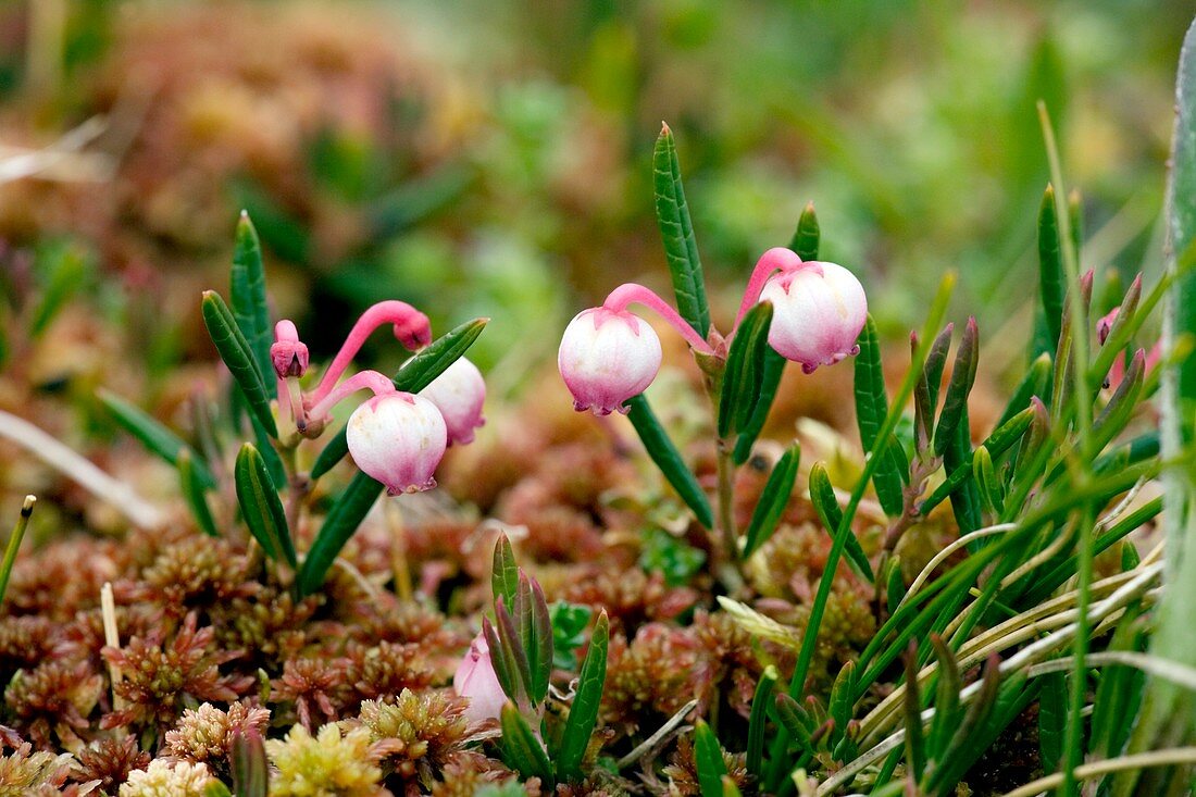 Bog rosemary (Andromeda polifolia)