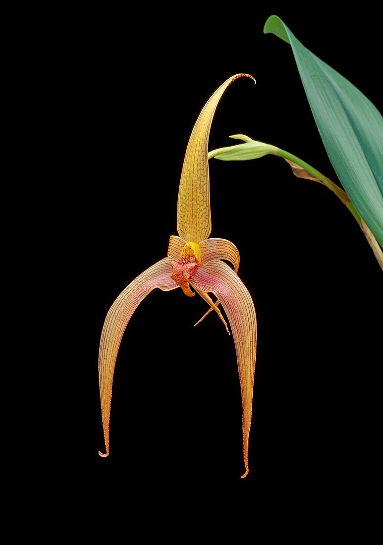 Bulbophyllum JERSEY
