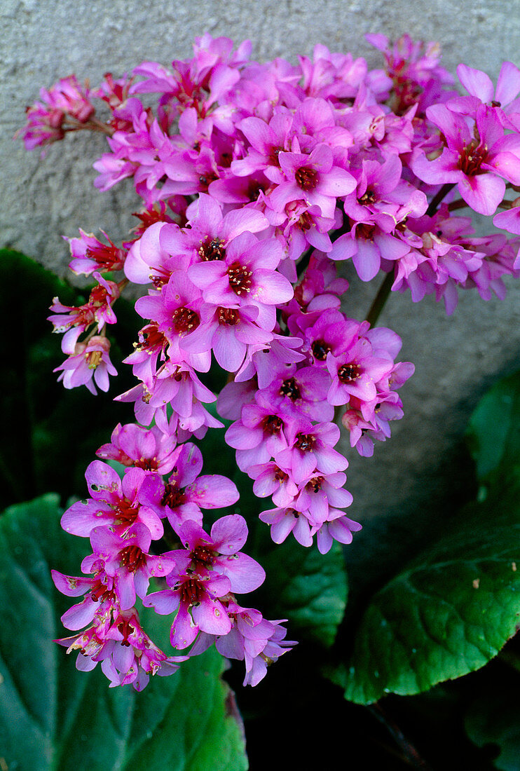 Bergenia 'Sunningdale'