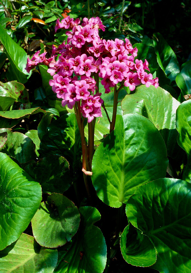 Bergenia SUNINGDALE