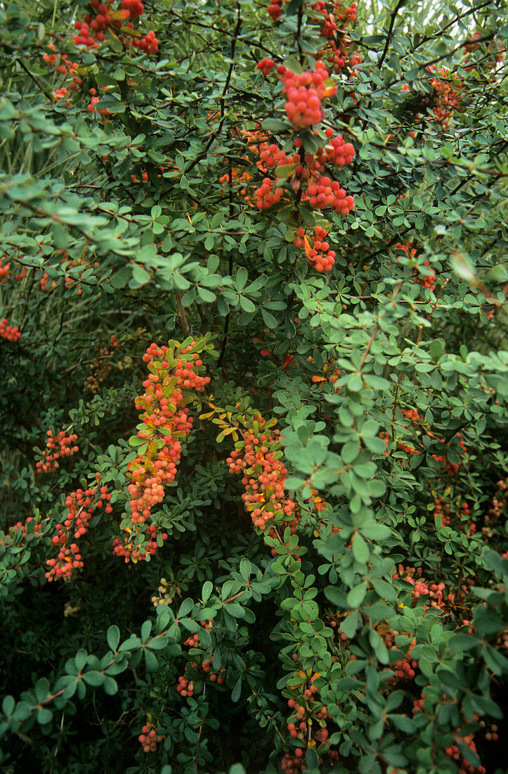 Wilson's barberry (Berberis wilsoniae)