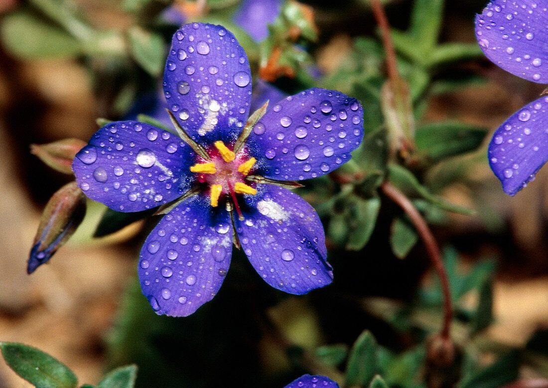 Anagallis foemina