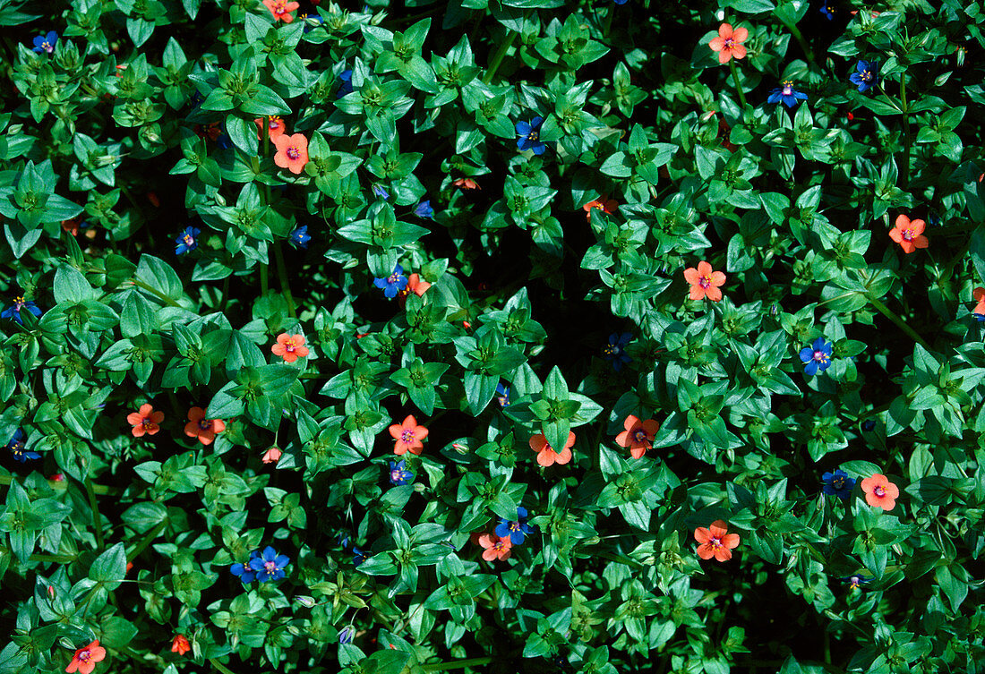 Anagallis foemina