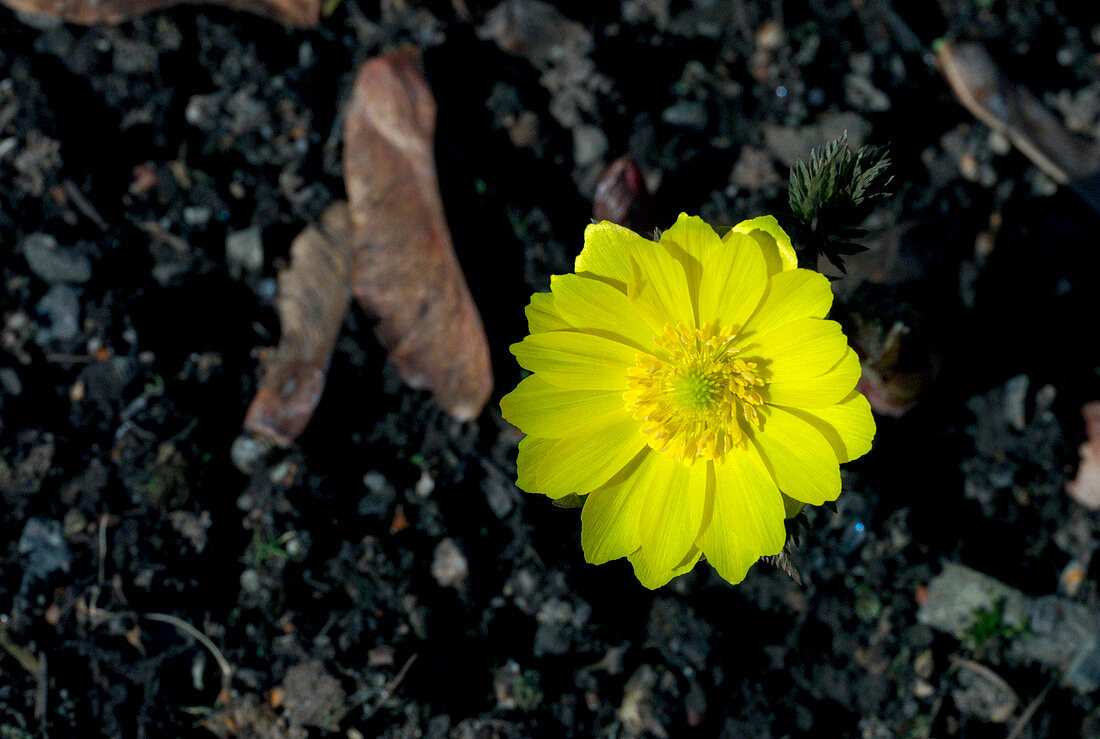 Amur adonis flower (Adonis amurensis)