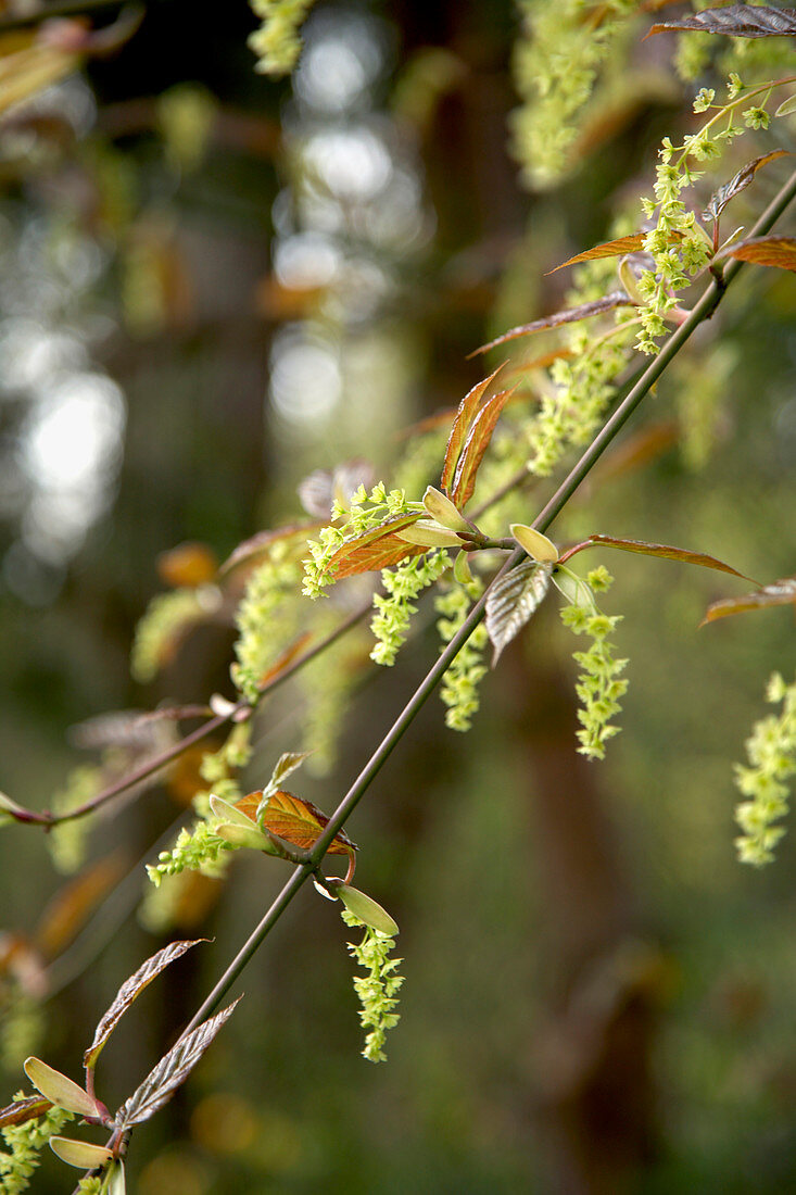 Acer davidii 'Snakebark maple'