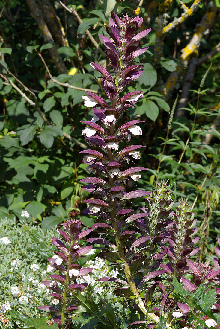 Bear's breeches (Acanthus spinosus)