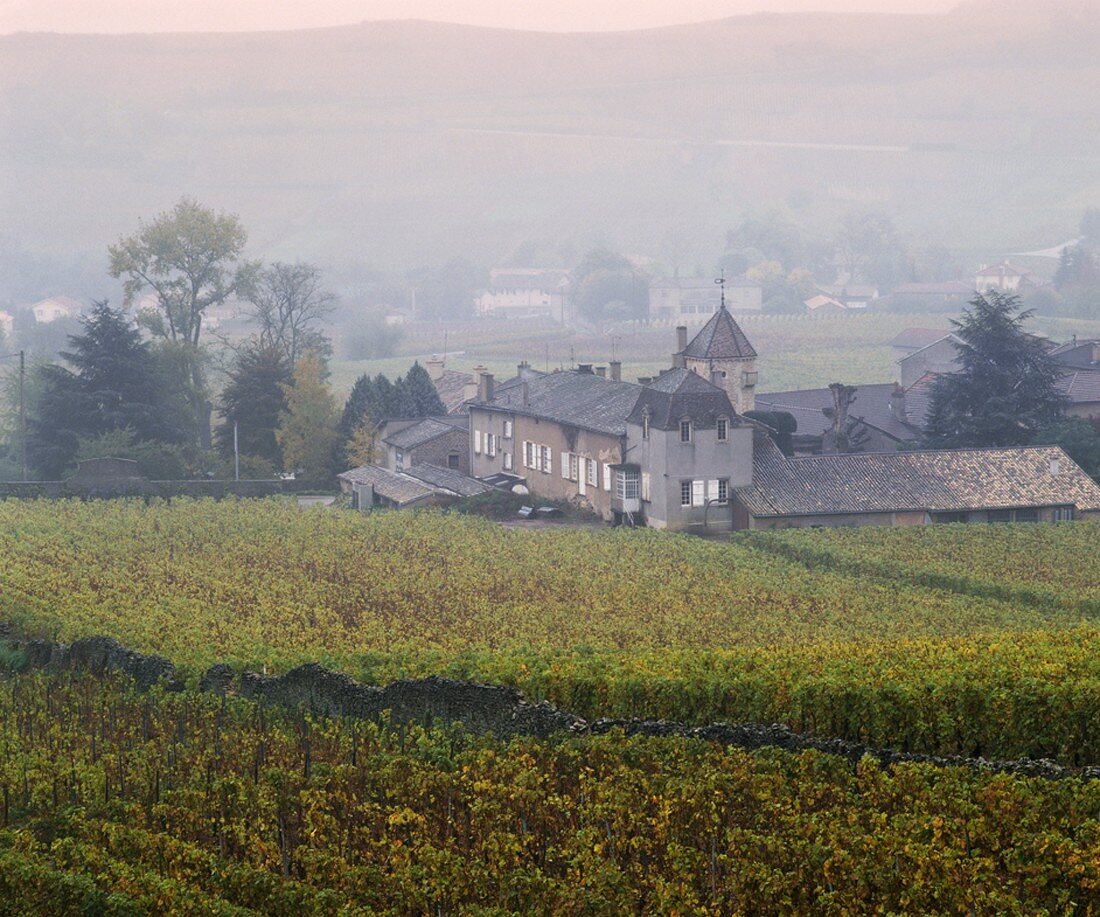 Château Fuisse und herbstlicher Weinberg, Maconnais, Burgund