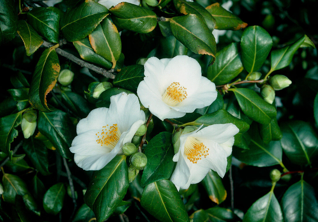 Camellia japonica FRANCIS HANGER