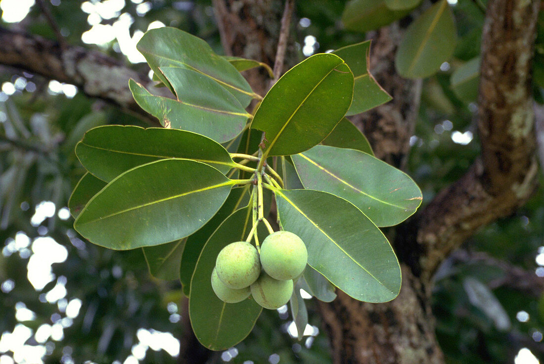 Calophyllum inophyllum