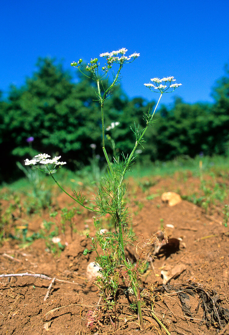 Carrot weed (Bifora testiculata)