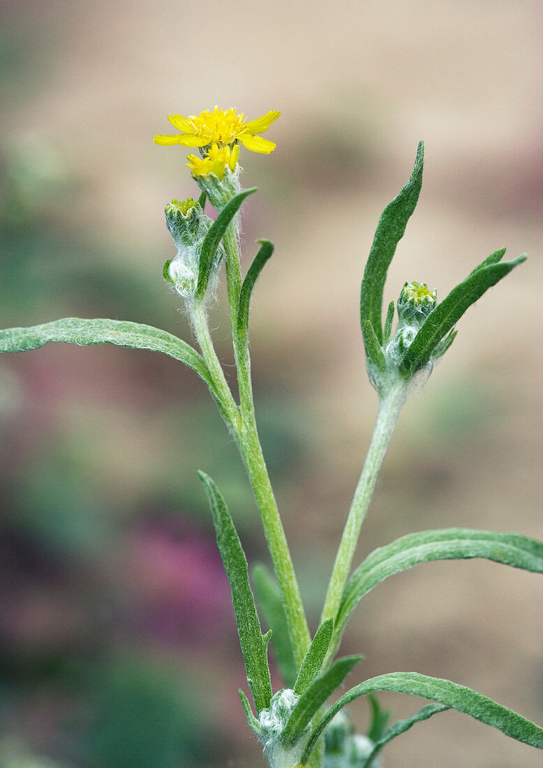 Laxflower (Baileya pauciradiata)