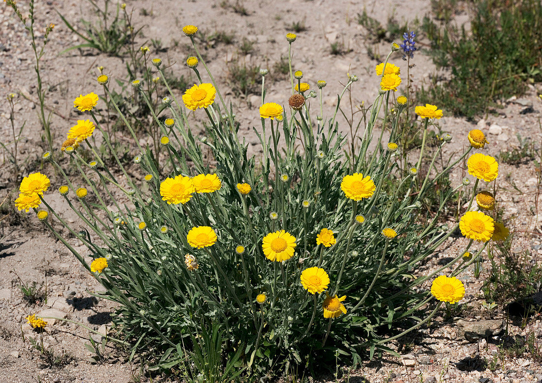 Desert marigold (Baileya multiradiata)