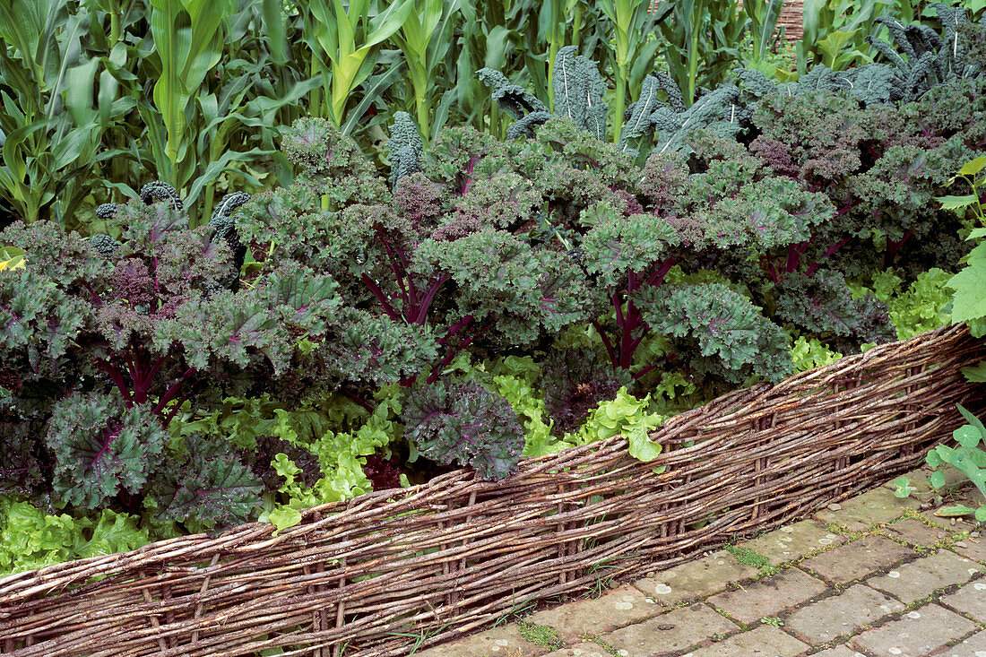 Kale (Brassica oleraceae) 'Redbor' F1